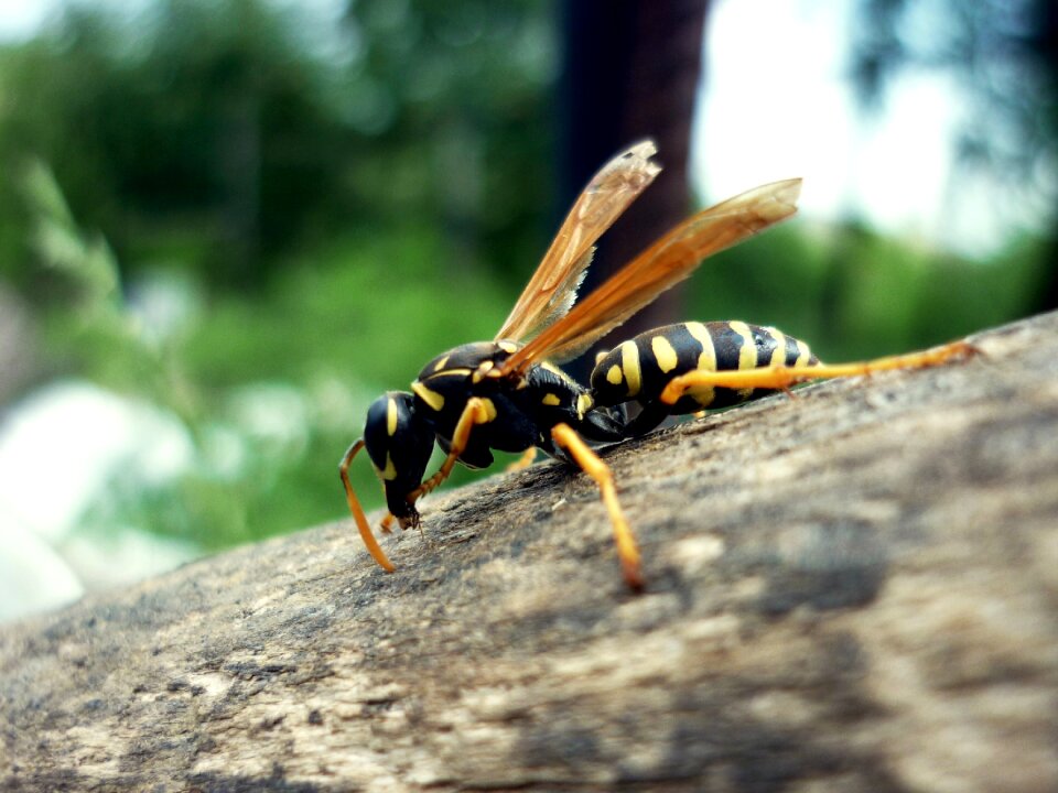 Wasp striped beetle