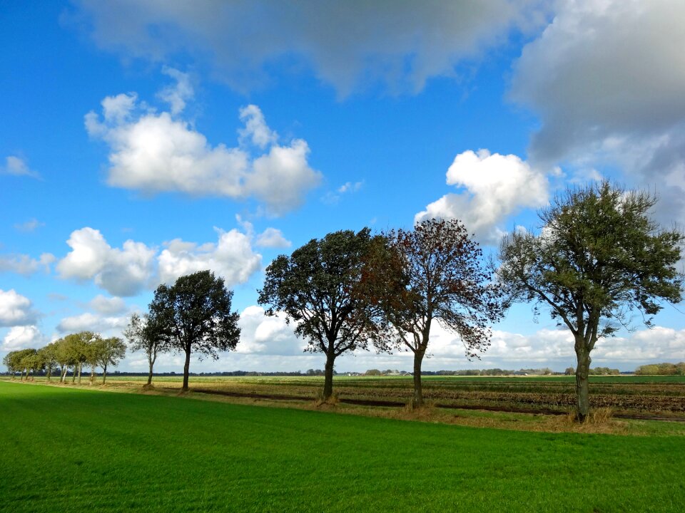Tree coastal netherlands