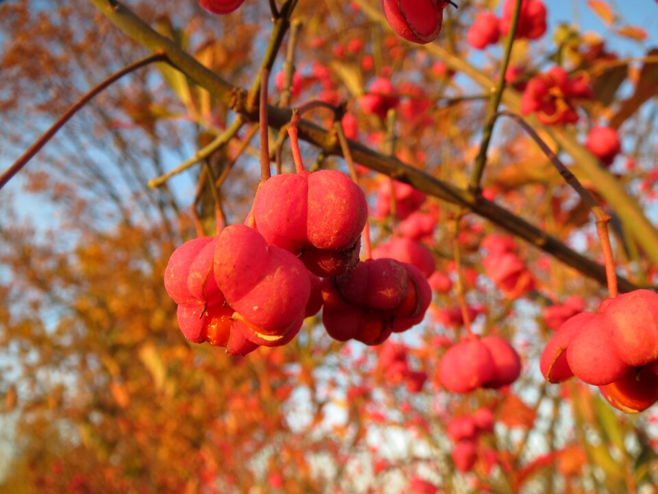 Common spindle berries fruit