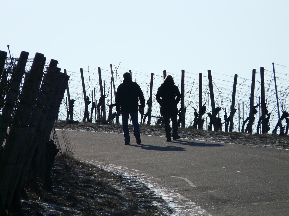 Winegrowing hike wanderer