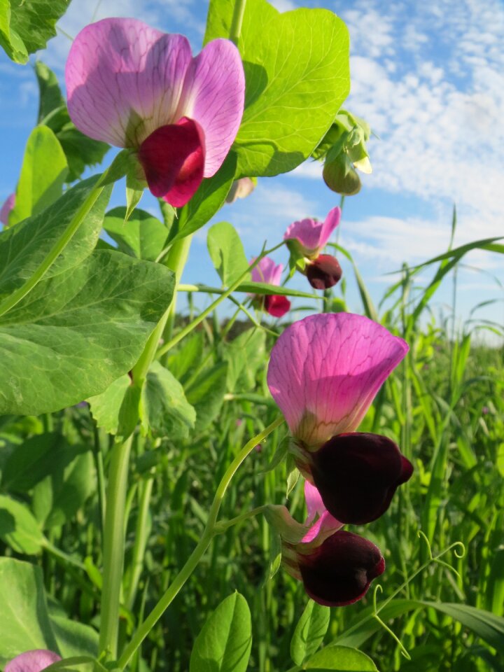 Blossom flora crop