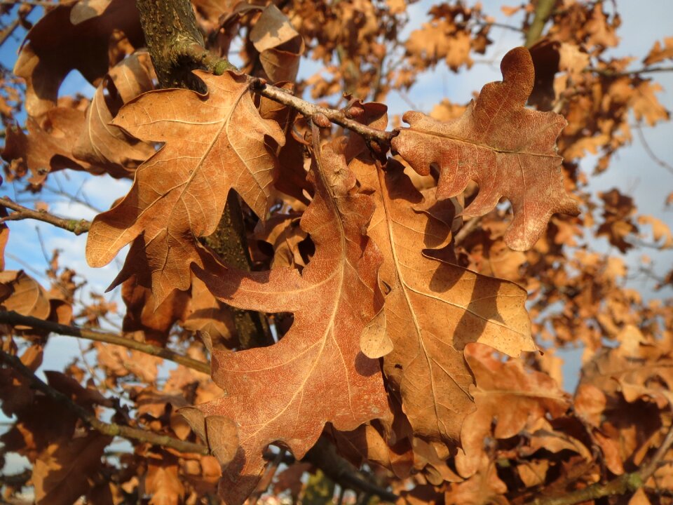 French oak leaves withered