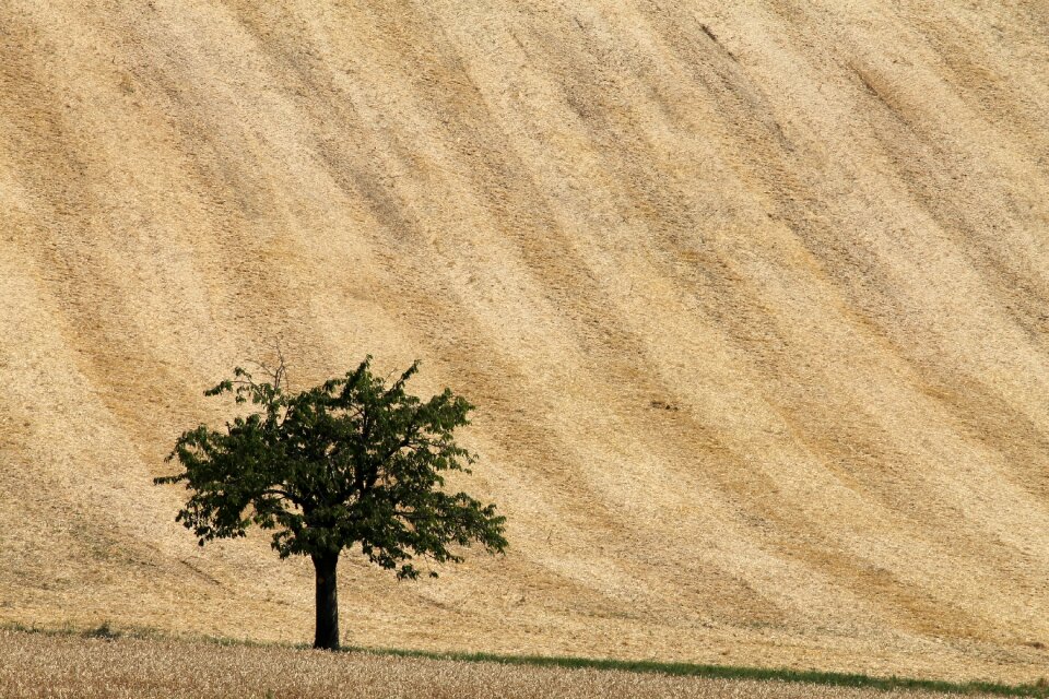 Wheat nature summer photo