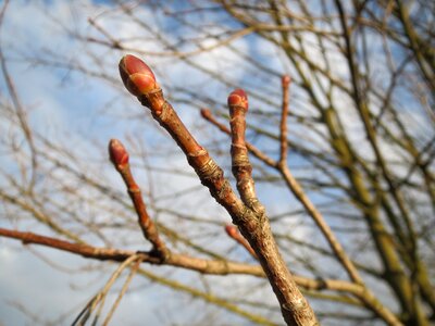 Tree twig flora