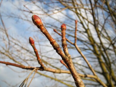 Tree twig flora photo