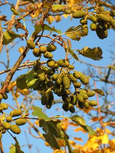 European alder alder fruits