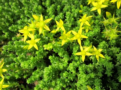 Goldmoss sedum biting stonecrop wallpepper