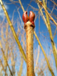 Twig branch shrub photo