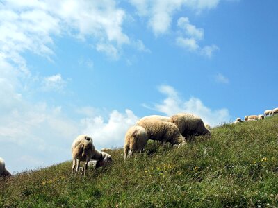 Clouds sky grass photo