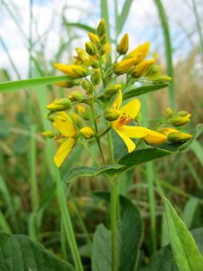 Garden yellow loosestrife wildflower flora photo