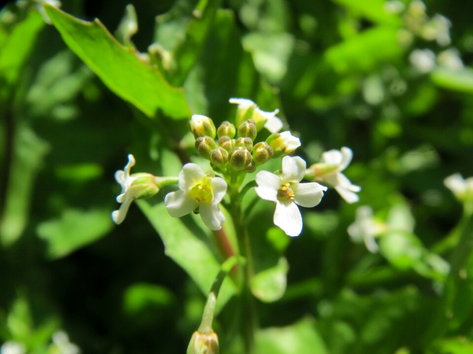 Flora botany plant