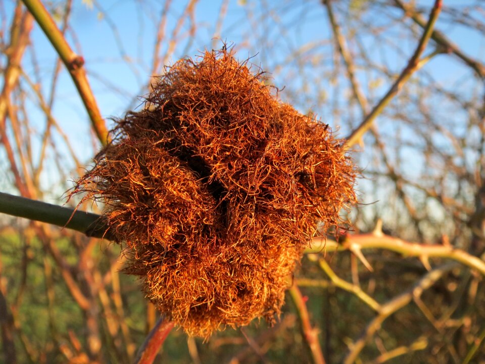 Moss gall gall wasp parasite