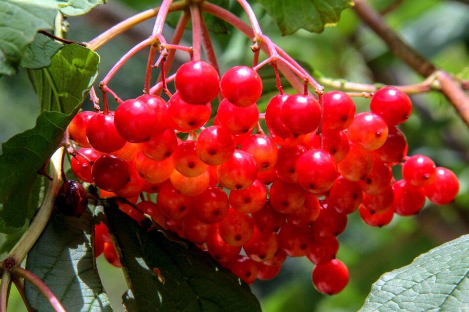 Fruit summer close up