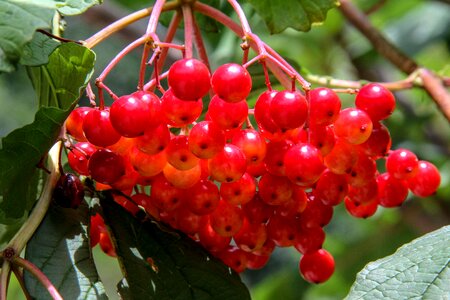 Fruit summer close up