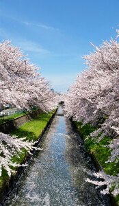 Stream sakura nature