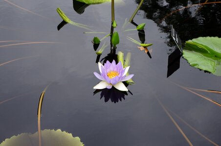 Nature botany park photo