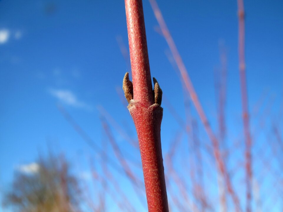 Twig branch shrub
