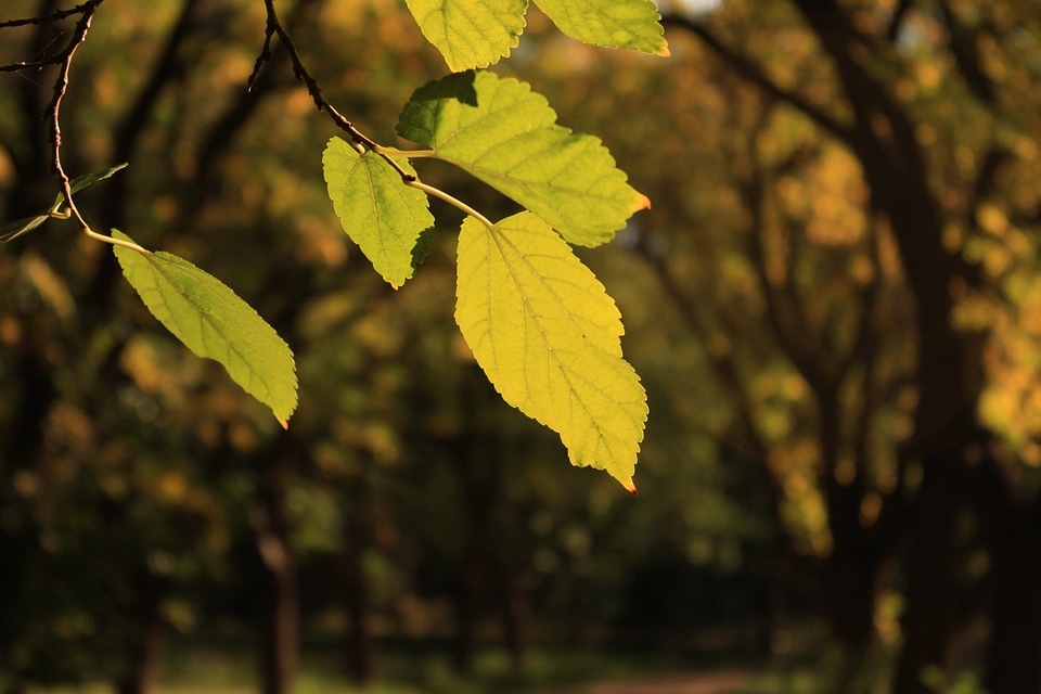 Green branch plant