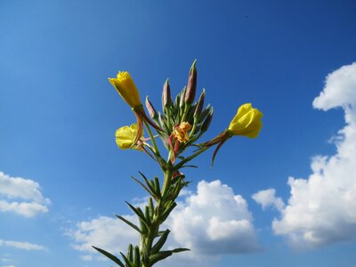 Sun drop wildflower flora