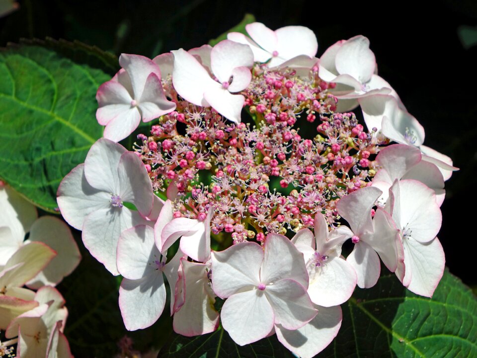 Nature blossom garden