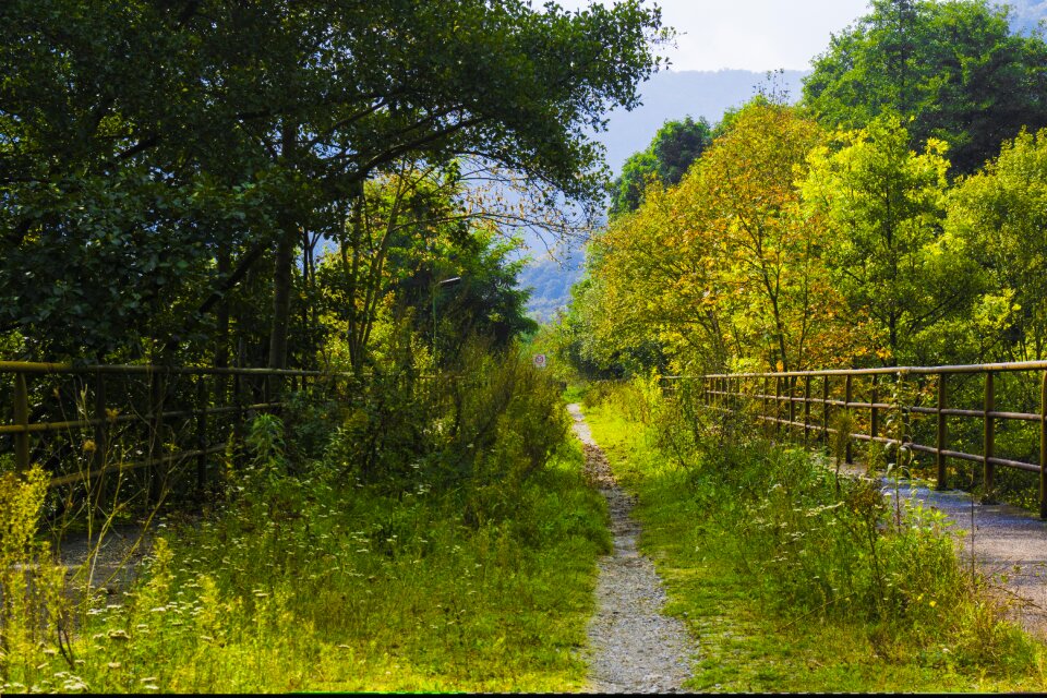 Green nature scenic