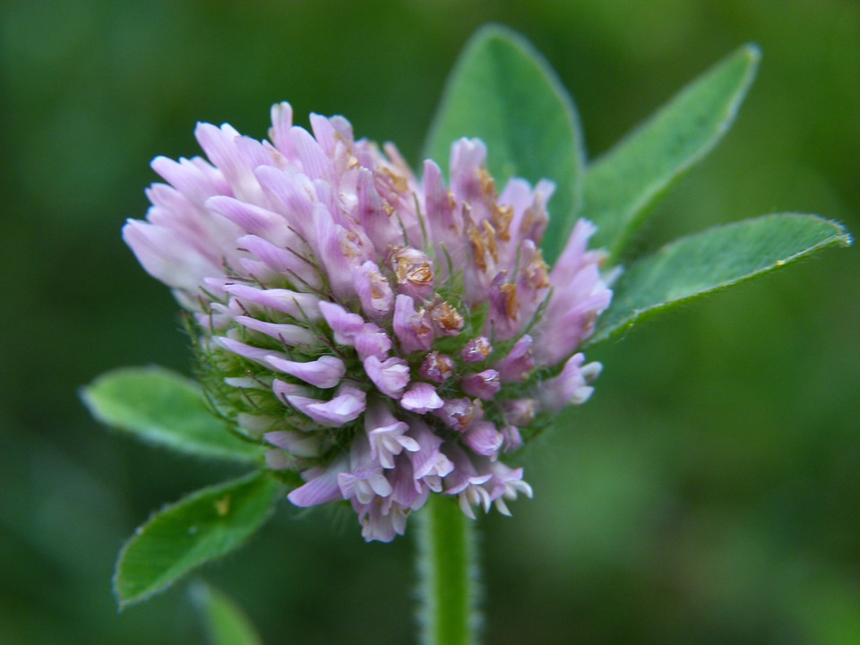 Wildflower plant nature