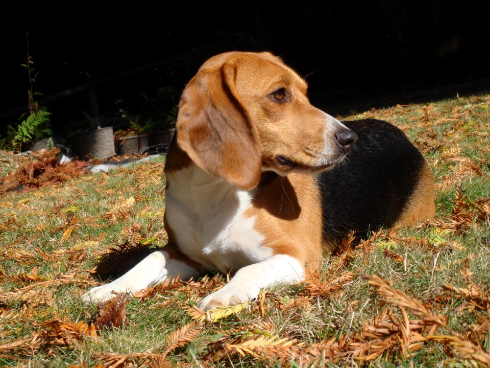 Canine animal cute