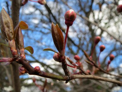 Macro twig shrub