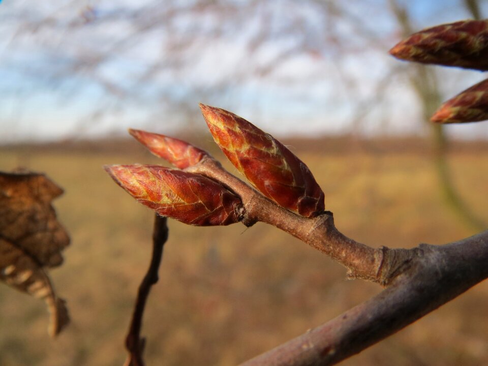 Buds spring tree