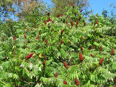 Shrub tree flora