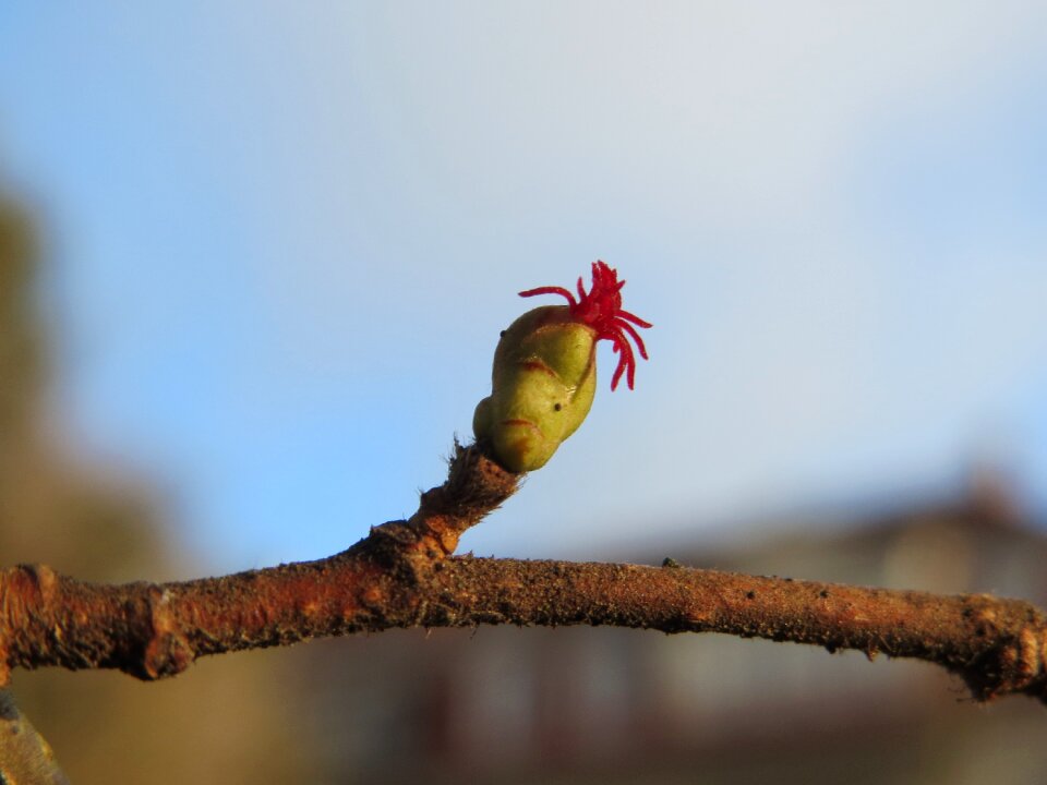 Bud blossom inflorescence