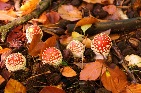 Forest toxic autumn