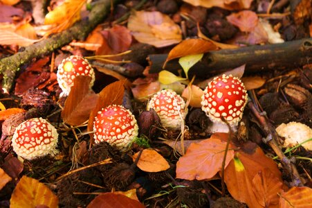 Forest toxic autumn photo