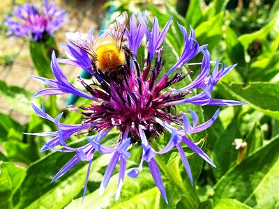 Garden blue bumble-bee photo