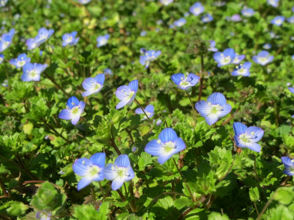 Persian speedwell large field speedwell bird's-eye