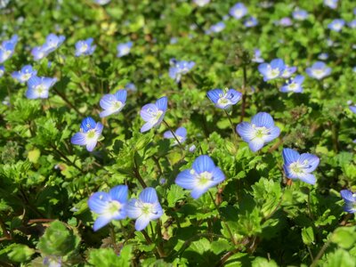 Persian speedwell large field speedwell bird's-eye
