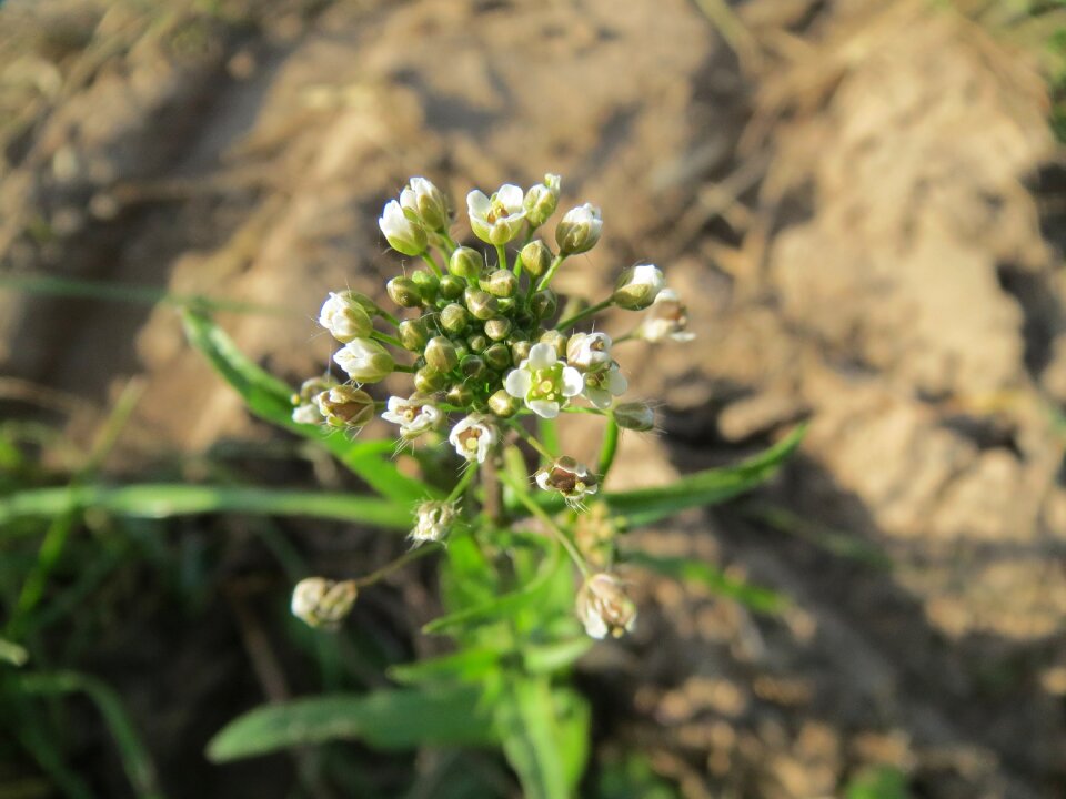 Flora blossom macro