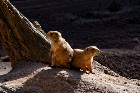 Marmot rodent zoo photo