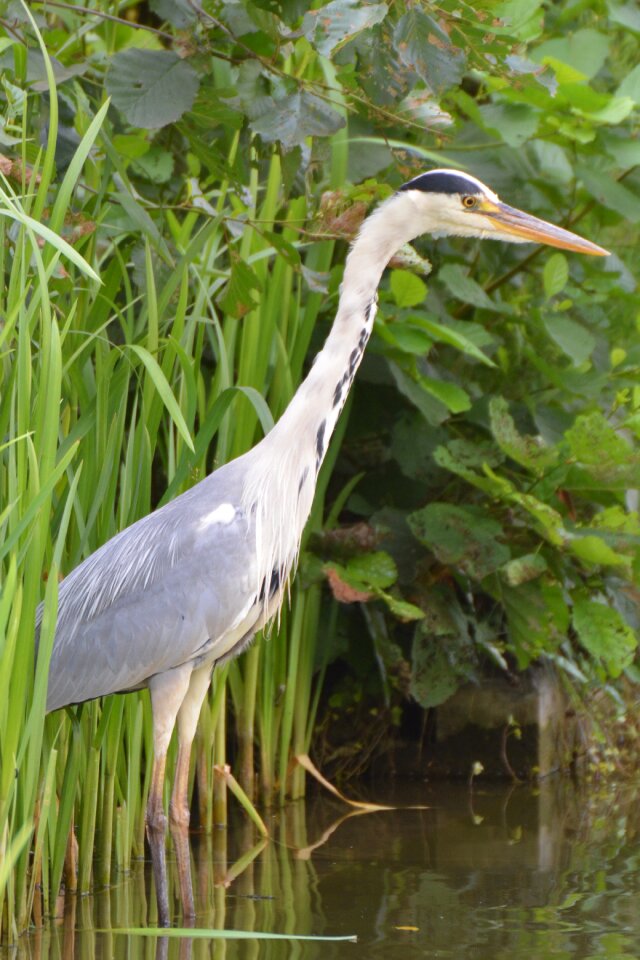 Bird babu beak