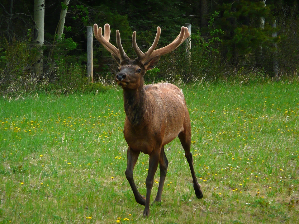 Antler horns male photo