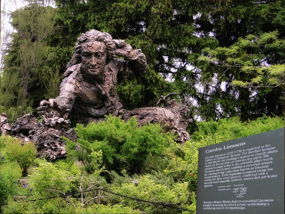 Carolus linnaeus botany sculpture