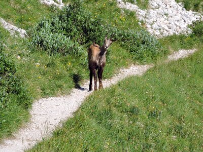 Nature animal horn