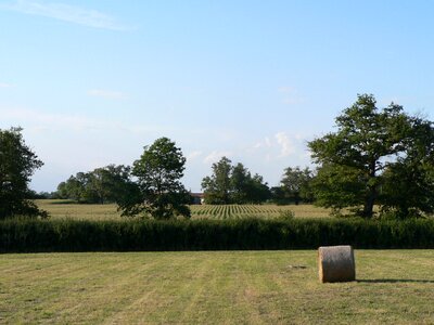 Agriculture nature wheat photo