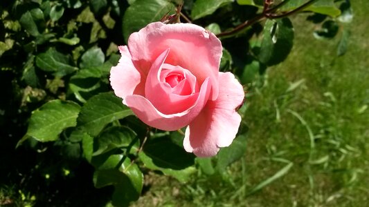 Flower pink roses rose photo