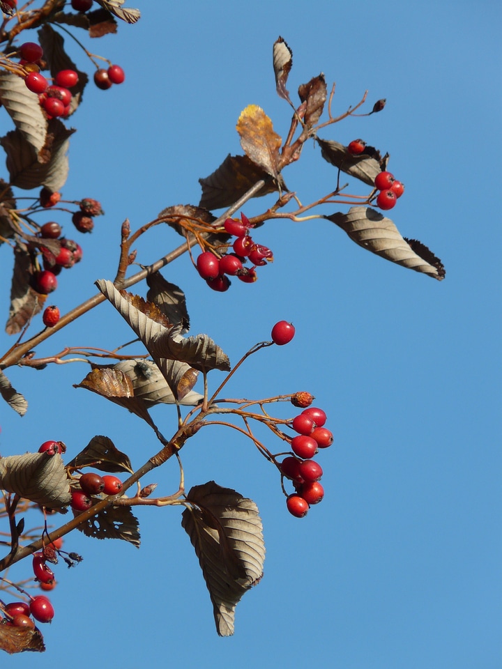 Tree berry red real whitebeam