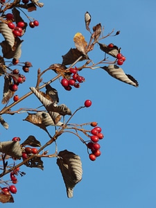 Tree berry red real whitebeam photo