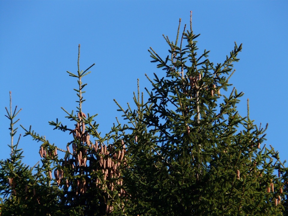 Conifer common spruce picea abies