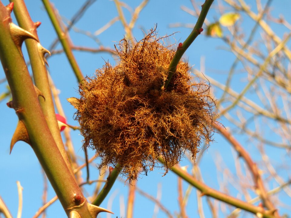 Moss gall gall wasp parasite