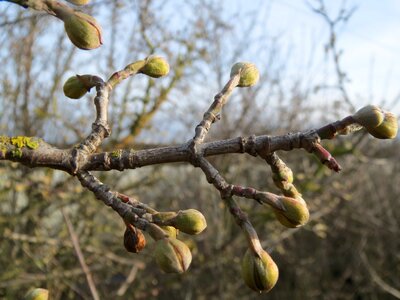Dogwood buds branch
