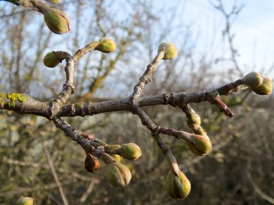 Dogwood buds branch photo